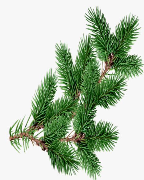 christmastree #branch #decoration #overlay #christmas - Real Png Christmas  Tree Overlay, Transparent Png , Transparent Png Image - PNGitem